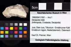 Foto (Objket + Etiketten) von Decapoda indet. 